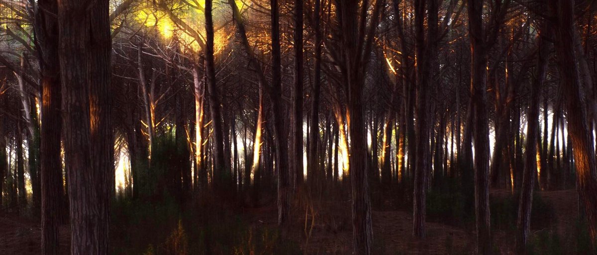 Feniglia
#EnchantedWoods
#NatureMagic
#WildSunset
#NaturePhotography
#LightAndShadow
#DreamScapes
#WildernessCulture
#ForestExploration
#NaturalBeauty
#MagicalMoments