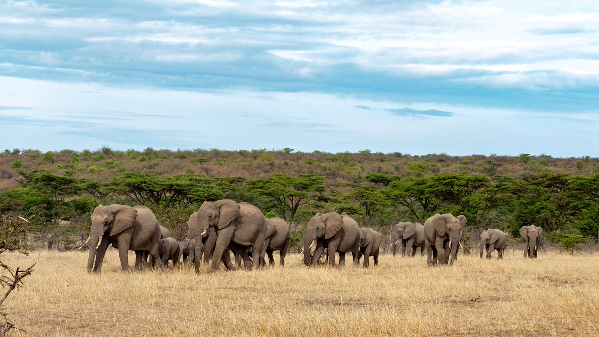 🏞️ Awe-inspiring landscapes of Mara Plains form the perfect backdrop for the stillness and privacy you are seeking with endless opportunities to truly slow down and enjoy the wilderness of Masai Mara. #TailorMadeTravel  #MasaiMara Experience #SlowTravelExperiences #WildlifeWonder