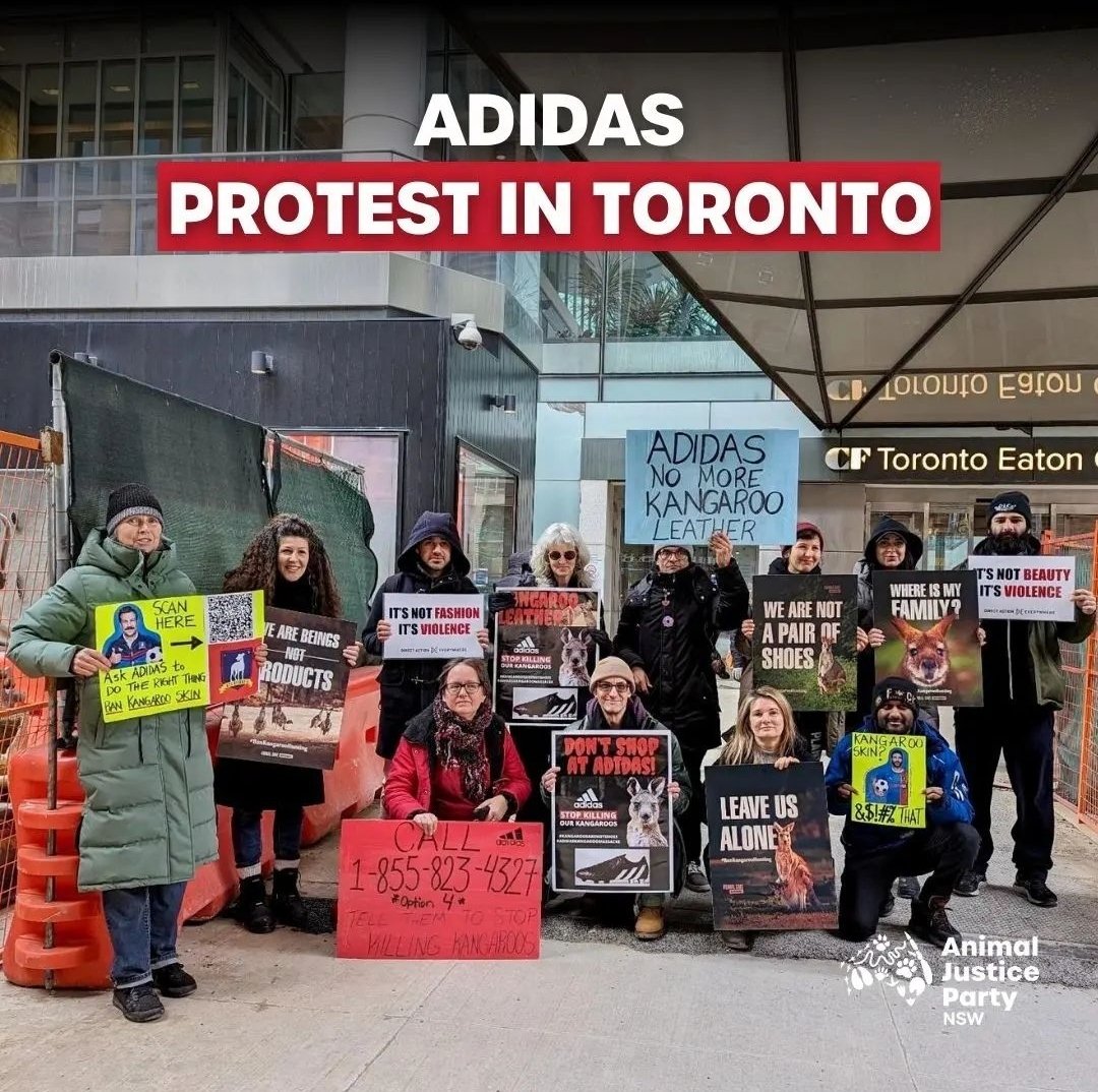 🌏👟🚫 The global campaign against @adidas gets bigger every day!
The world is standing up for kangaroos 🦘
Thank you notyourskin.carrd.co/?fbclid=PAAaZk…
& @DxEverywhere Toronto, who protested outside the Toronto Adidas store on the weekend.'
#Adidaskangaroomassacre 
- @AJPNSW