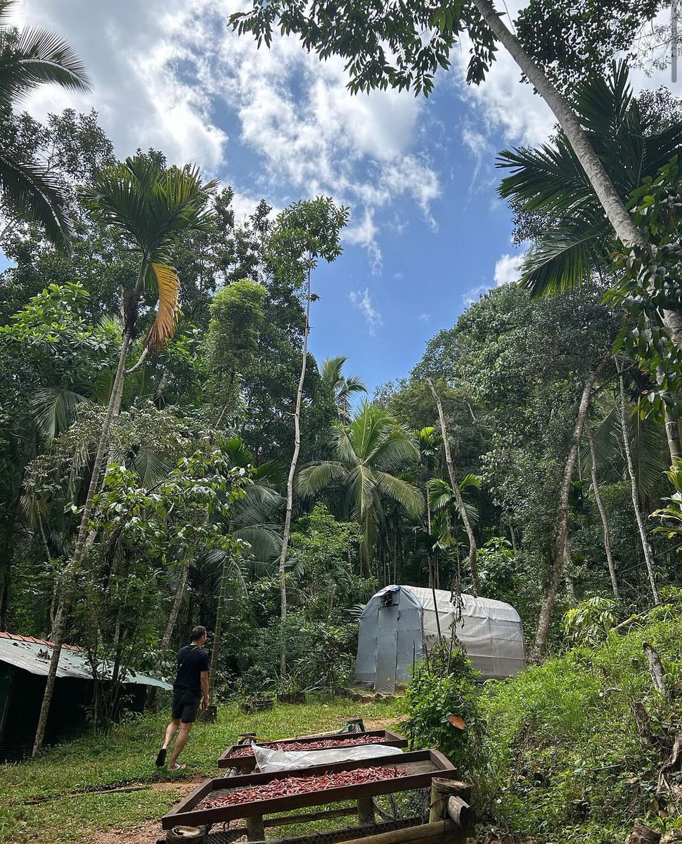 Forest Healing Sri Lanka tweet media