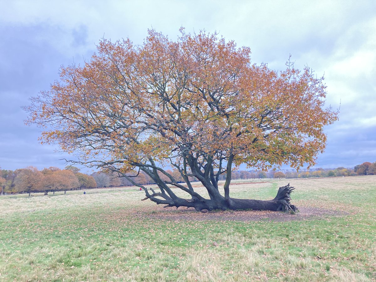 #thicktrunktuesday as Storm #Isha ripped across Britain, many trees will have been toppled, but the Fallen Down Oak in #Richmond Park is a reminder of Oak’s resilience - this tree was flattened many years ago but lives on and thrives, just horizontally rather than vertically.