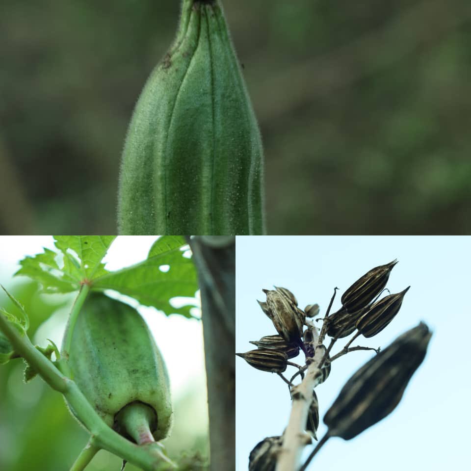 EwaffeVillage's tweet image. Beautiful Tuesday! Morning walks around our Medicinal Garden Trail. #CulturalConservation #Ewaffe #Farmtotable