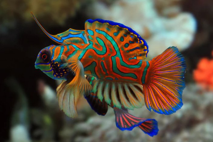 caroljude's tweet image. #Mandarinfish
