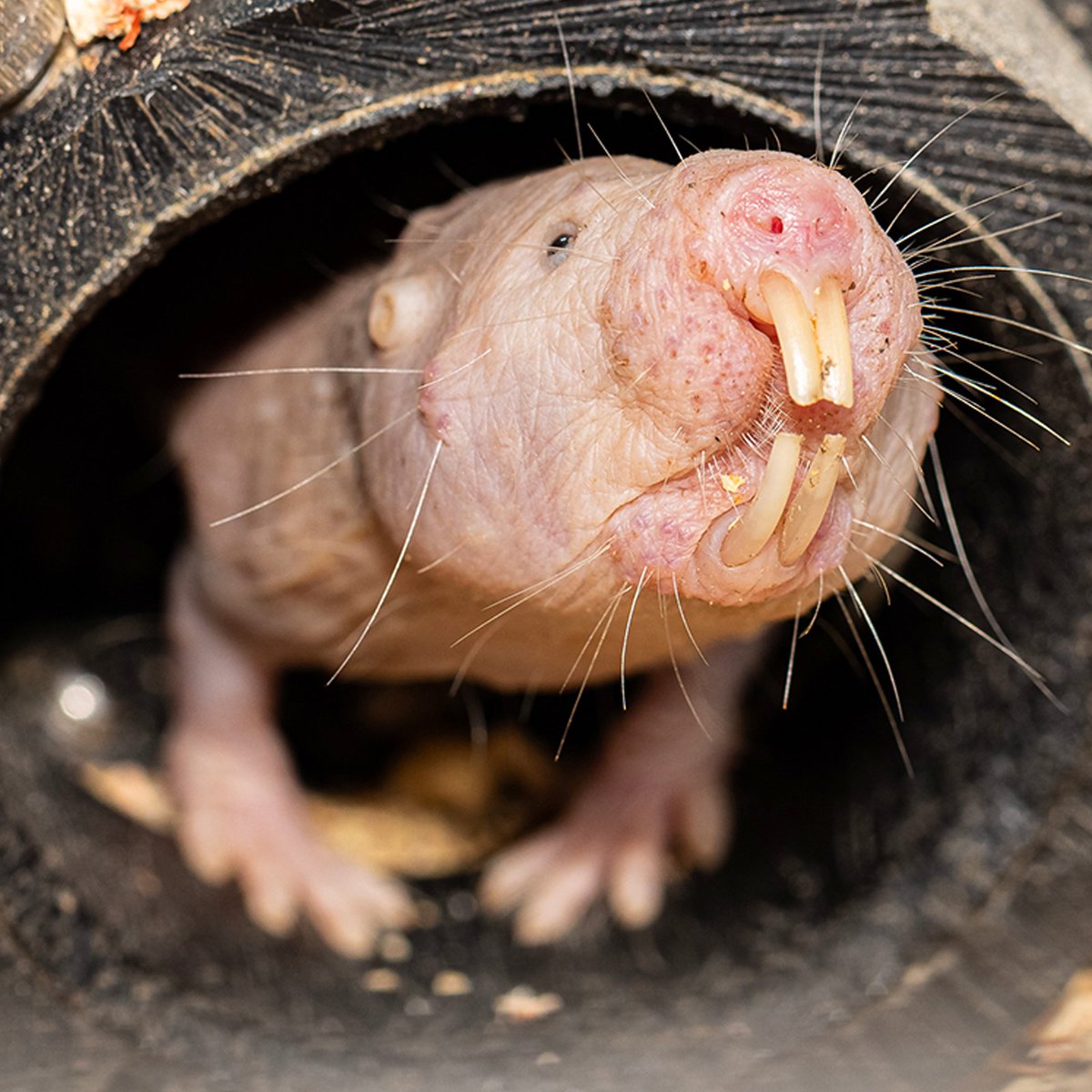 The naked mole-rat, a rodent, hardly shows any signs of ageing, and is resistant to cancer. Its unique biology provides valuable insights for human ageing research.
Its not much of a looker though. #LongevityResearch