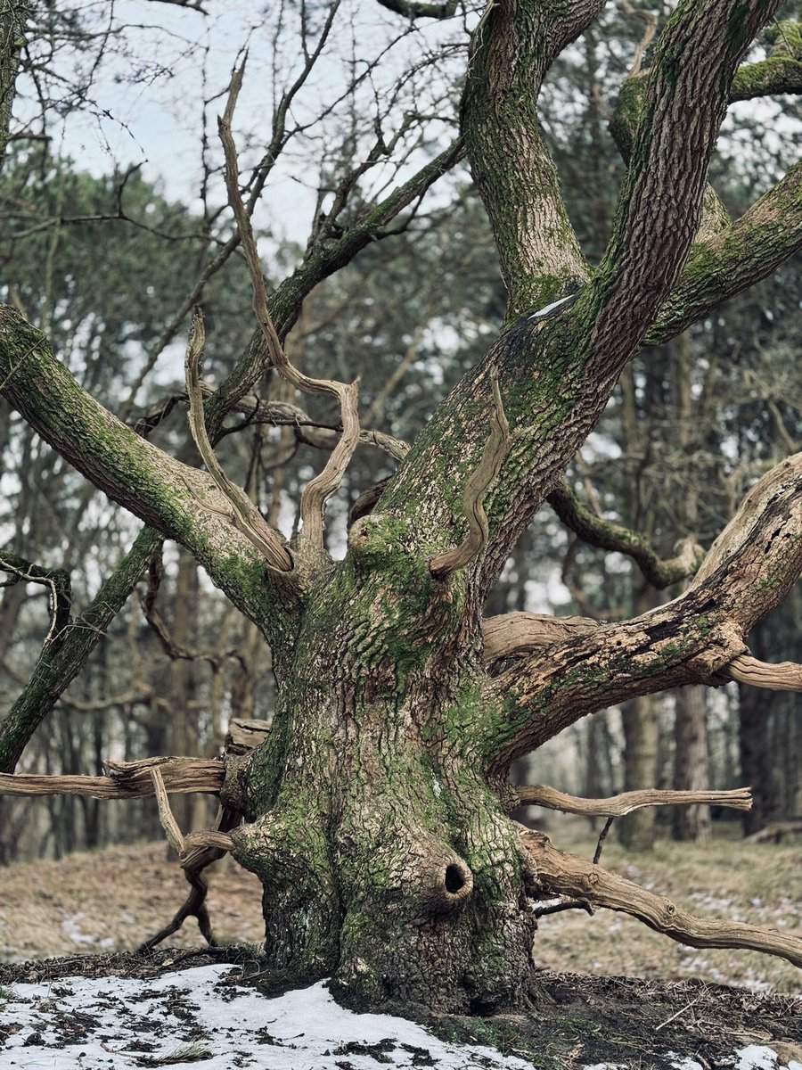 Happy #ThickTrunkTuesday