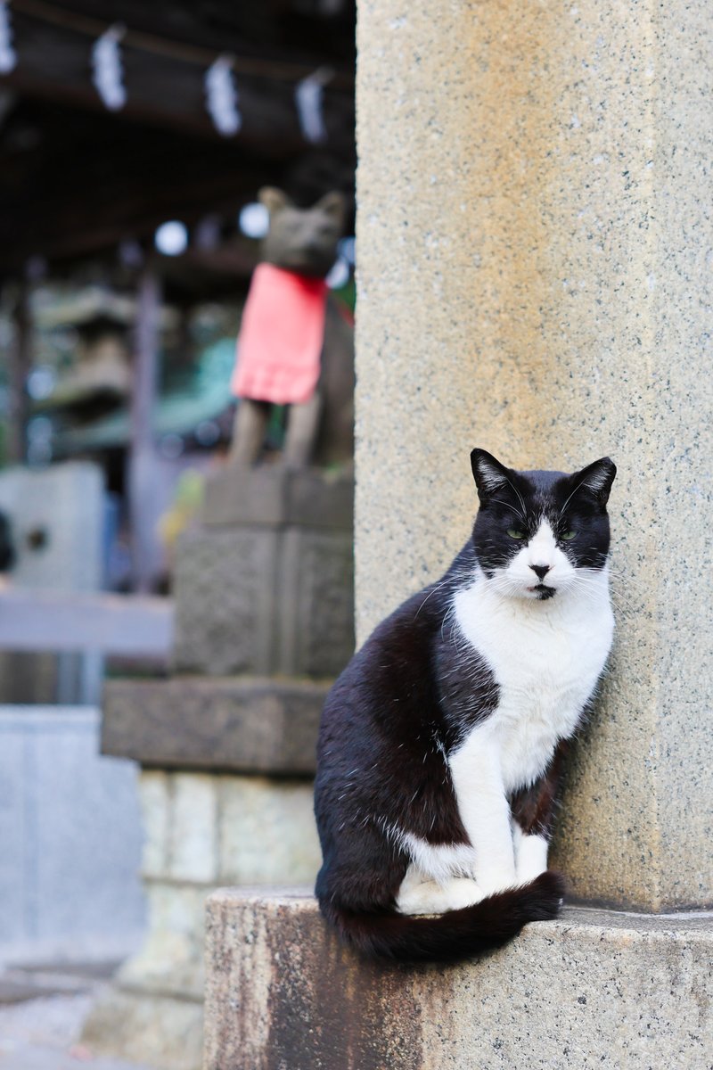 GeomarkI's tweet photo. 文京区小石川の善光寺坂をご紹介
後楽園駅から徒歩約６分。近くには『こんにゃくえんま』や善光寺、澤蔵司稲荷（たくそうずいなり）、傳通院など、歴史的な見どころ満載で、めぐりごたえがあるよ！
写真は澤蔵司稲荷より、にゃんこと稲荷の不思議空間
時間があったら遊びに行こー
https://t.co/X5MMqPzgpH
↑地図はこちらより
https://t.co/WiQXZzO4G3
#文京区
#名坂物語
