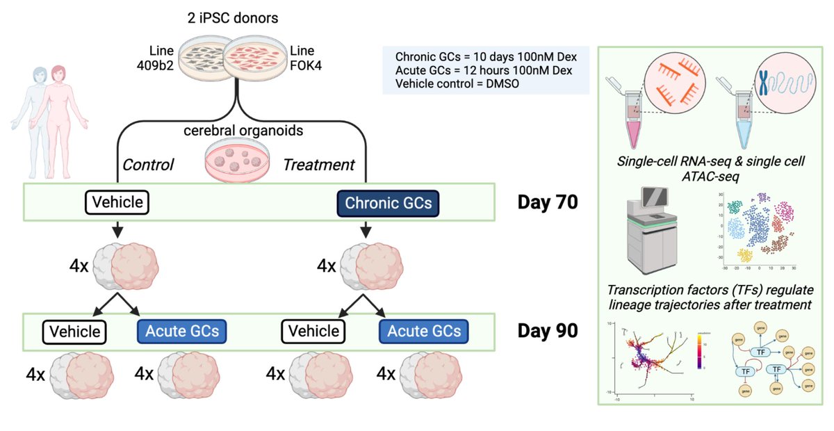 Leander (@le_and_er) on Twitter photo Very excited to share our latest preprint on lineage effects in neural organoids following GC exposure.
biorxiv.org/content/10.110…
@silvianeurompi <a href="/fabian_theis/">Fabian Theis</a> <a href="/DrCriCru/">Cristiana Cruceanu</a> <a href="/Binder_Lab/">Binder Lab</a>
Our results suggest converg. mechanisms for environmental and genetic risk for psych. disease.
(1/N) Very excited to share our latest preprint on lineage effects in neural organoids following GC exposure.
biorxiv.org/content/10.110…
@silvianeurompi <a href="/fabian_theis/">Fabian Theis</a> <a href="/DrCriCru/">Cristiana Cruceanu</a> <a href="/Binder_Lab/">Binder Lab</a>
Our results suggest converg. mechanisms for environmental and genetic risk for psych. disease.
(1/N)