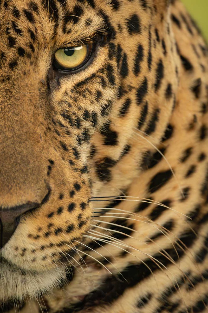 NickDale_Photo's tweet photo. My favourite shots of male animals (portrait)
#polarbear #lion #tiger #rhino #onsafariwithnickdale https://t.co/MKddZ7Jblc