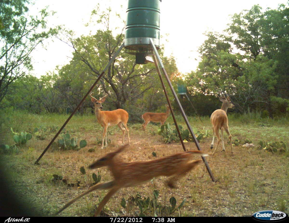 trailcams 🌿 tweet media