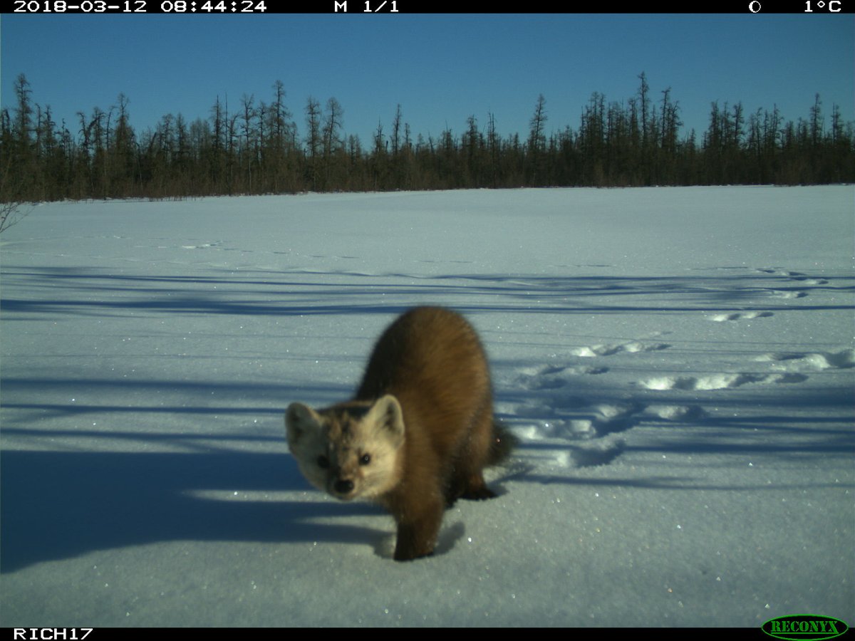 trailcams 🌿 tweet media