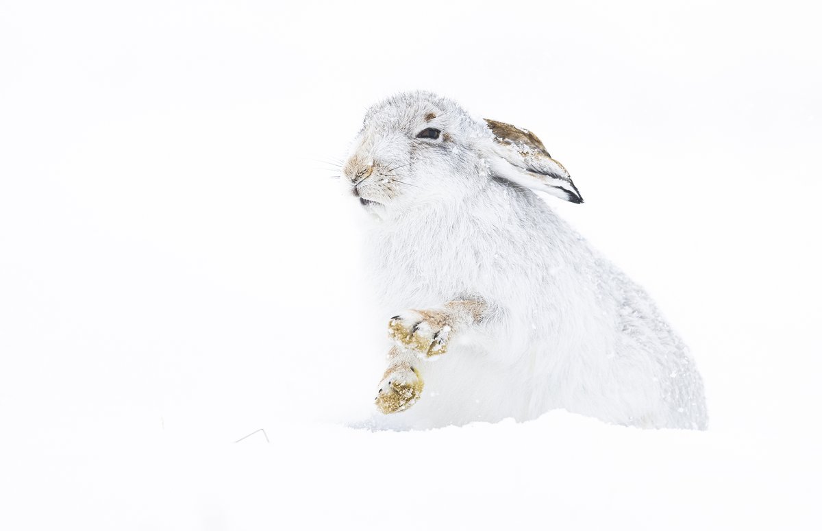 What an exceptional couple of weeks it has been for photography here in the Scottish Highlands. Last week brought some of the best conditions I've seen for mountain hare photography in recent years.