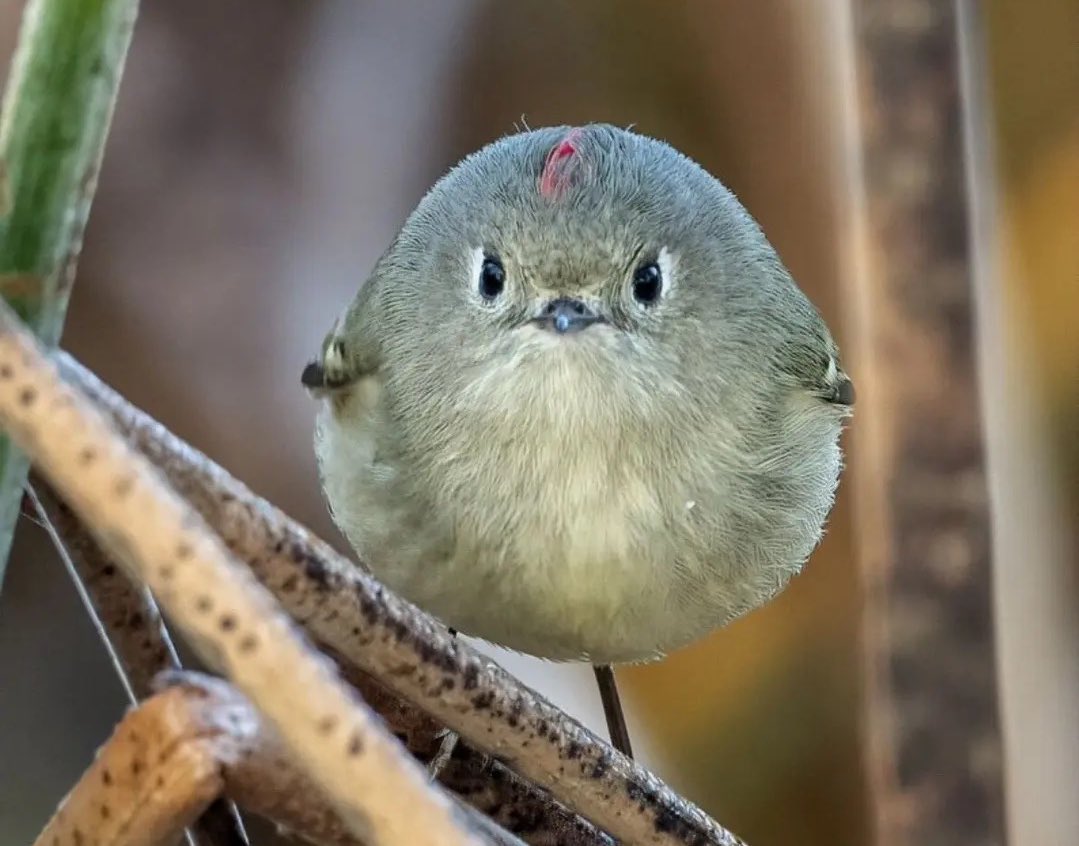 ColtyMic's tweet image. 