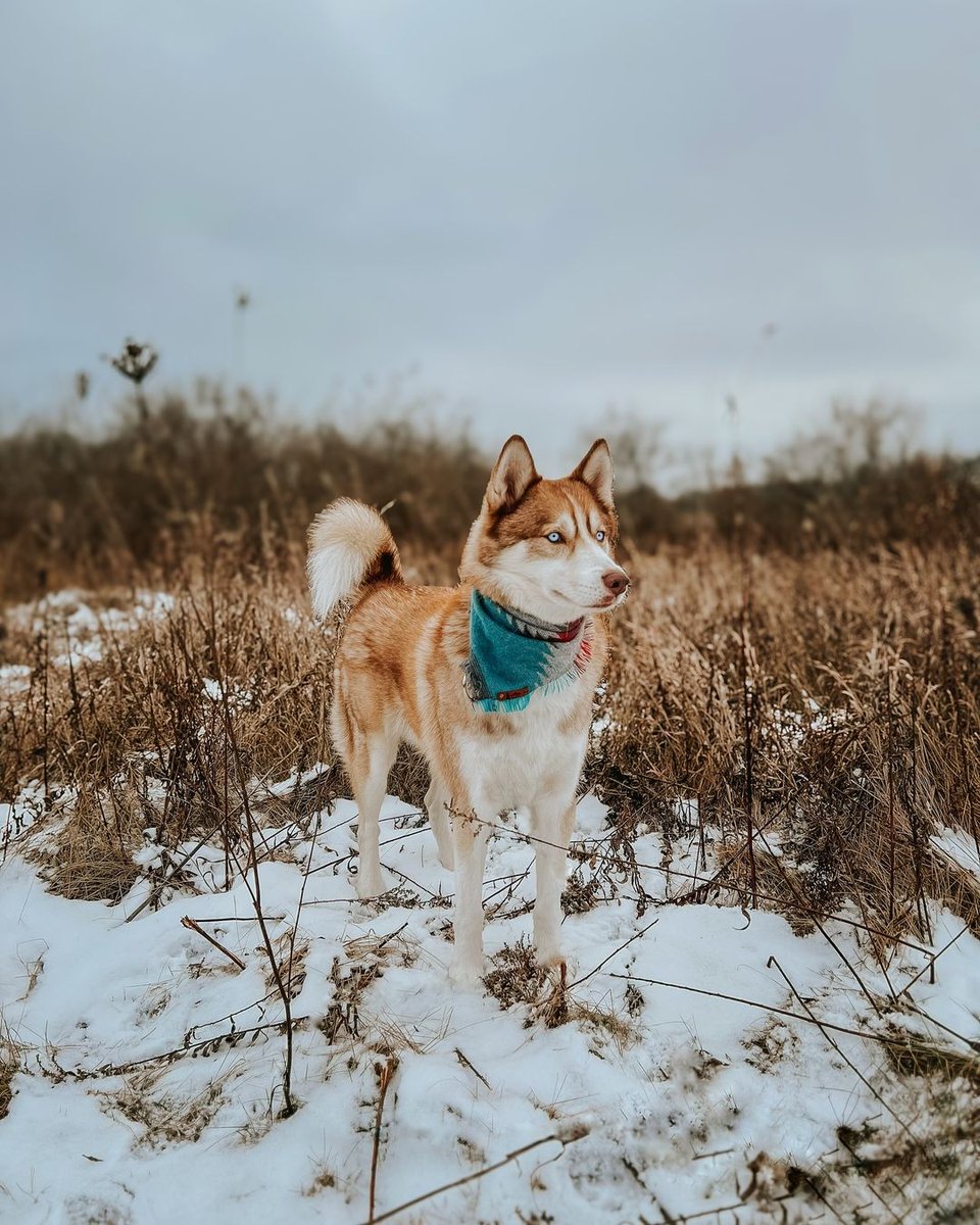 My snowy little fox 🦊
Follow us for more cute moments on Husky
.
.
.
bandana @pawsific_pine | merlin10
All credit goes to : 
ig: <a href="/merlin/">merlin</a>.the.siberian