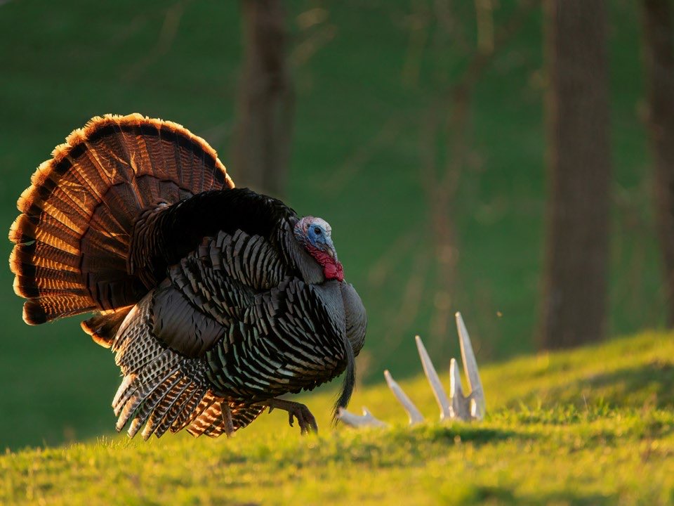 Us hunters are mentally transitioning from deer to turkey season! Deer are starting to lay low, cast antlers, recover from breeding. Turkeys are headed in the opposite direction, about to ramp up for spring. Who’s ready to ramp up with them? ⁦<a href="/NWTF_official/">The National Wild Turkey Federation</a>⁩ ⁦⁦⁦