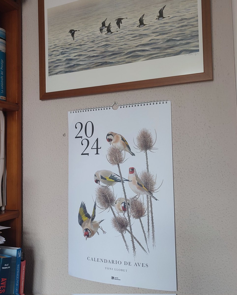 Ya cuelga en mi despacho el espectacular Calendario 2024, repleto de aves, que ha creado Toni Llobet <a href="/tonixllobet/">Toni Llobet - Natura il·lustrada</a> para Lectio Ediciones. Así da gusto ver pasar el tiempo... 😃