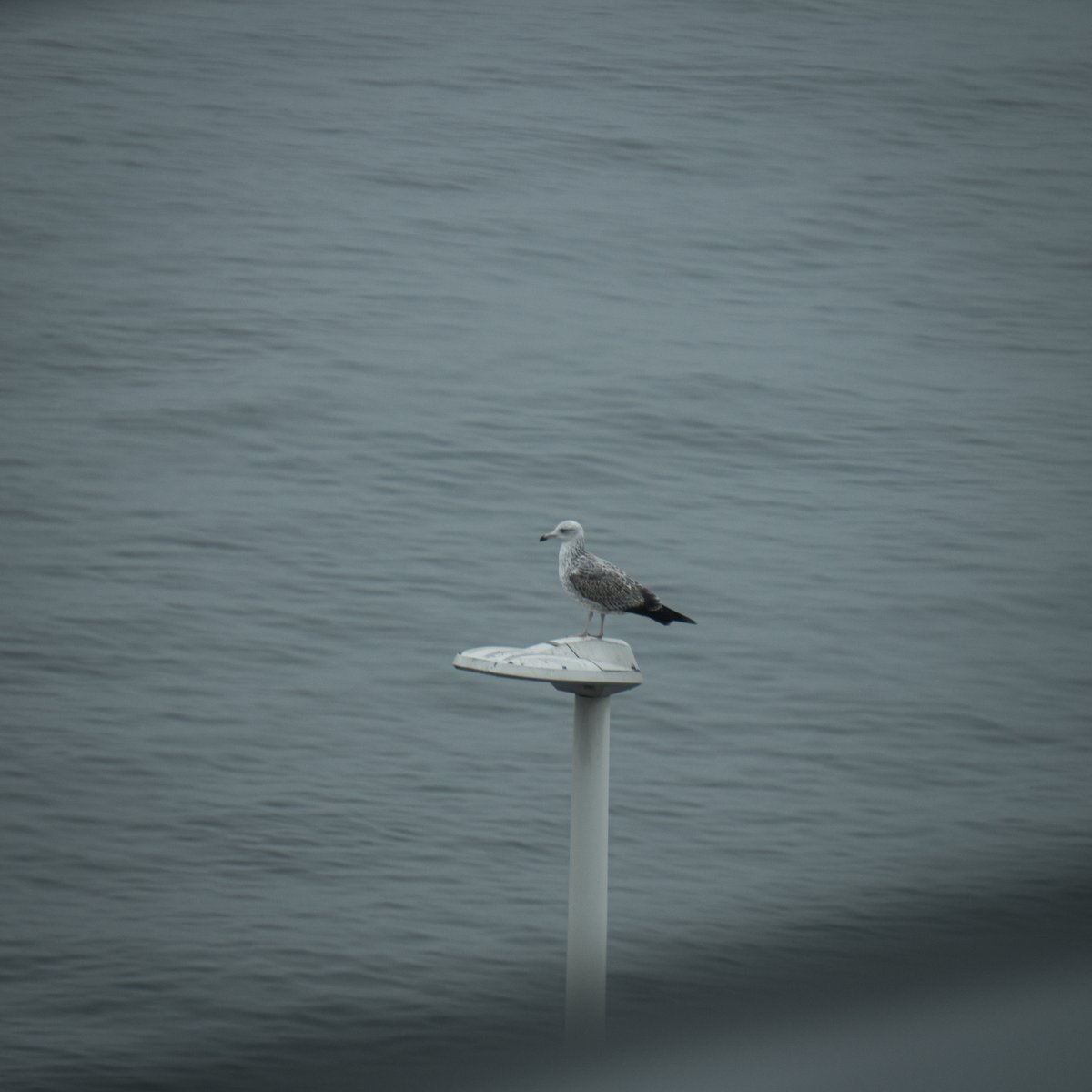 #Umihotaru #Sea #Bird #BlackTailedGull #海ほたる #ウミネコ