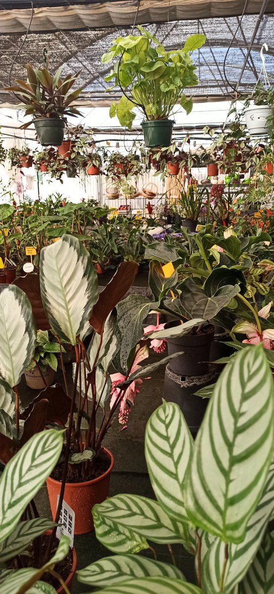 AzaleaTinta's tweet photo. Floretes 🌺

No sabeu l'alegria que donen les plantes. Ahir vaig fer compra-terapia i he tornat a omplir la casa de flors i colors https://t.co/MAmUEmE9pZ