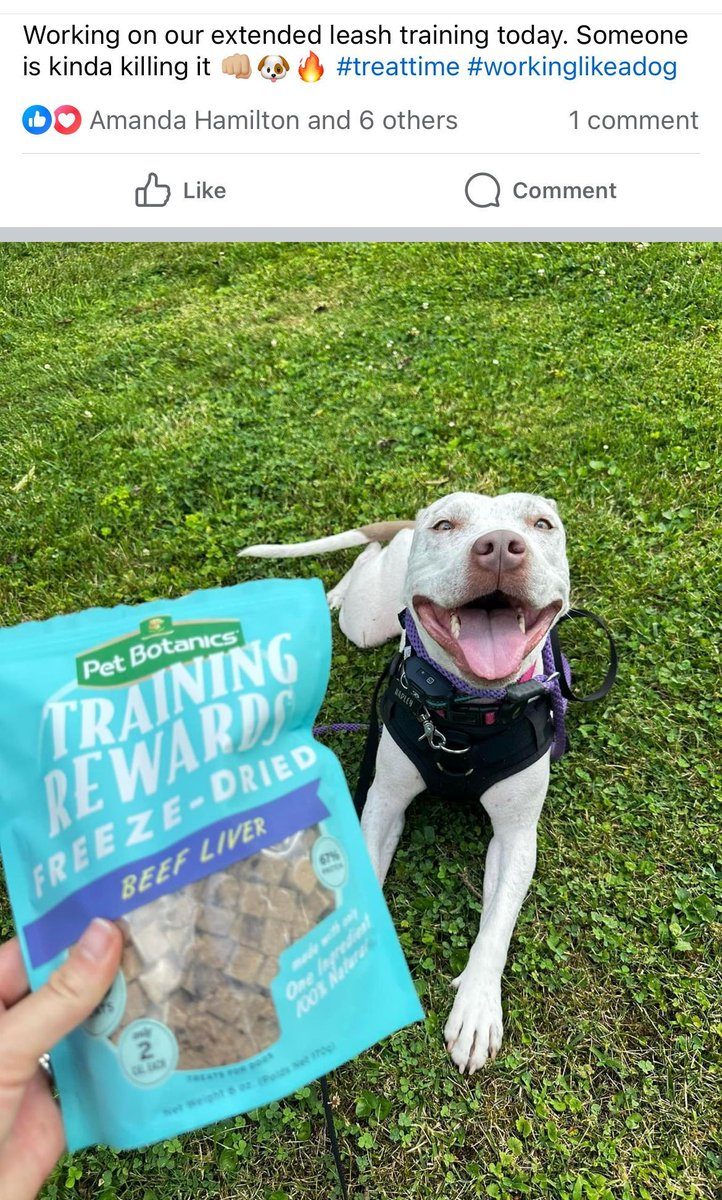 SmartDogSchool's tweet image. 🐾 At Smart Dog School, practice makes paw-fect! 🐕 We absolutely love hearing how our students apply their skill set in the real world. 🌎 Share your success stories, tag us, and let&apos;s celebrate the achievements together! 🏆 #SmartDogSchool #SkillSetSuccess 🎓🐾