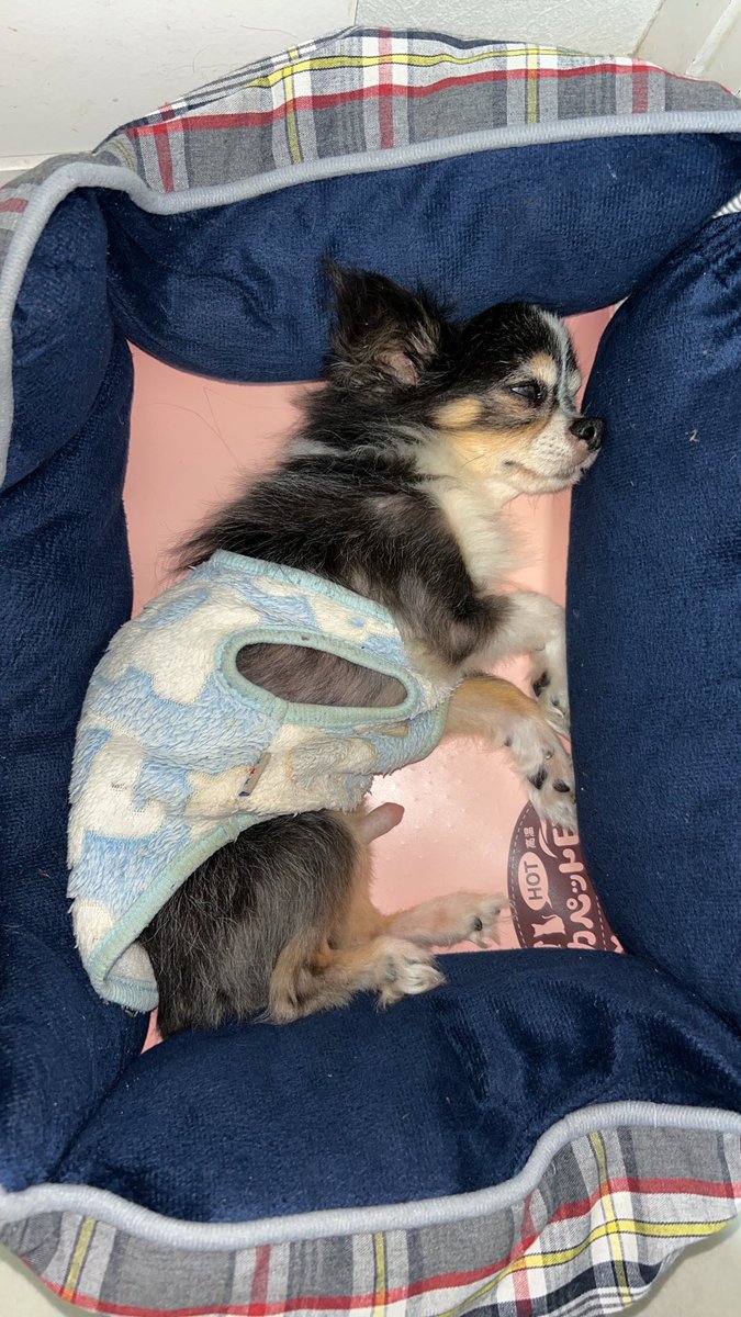 お誕生日ふぃーくん🎂
若い頃の写真ポストしたけど、実際の現在はこんな感じ🐶

服脱げてるし、起きてるか寝てるかわからないけど。

それがまた愛おしくて、匂いかいでしまう💕

起きてるけど起きたくない様子
↓