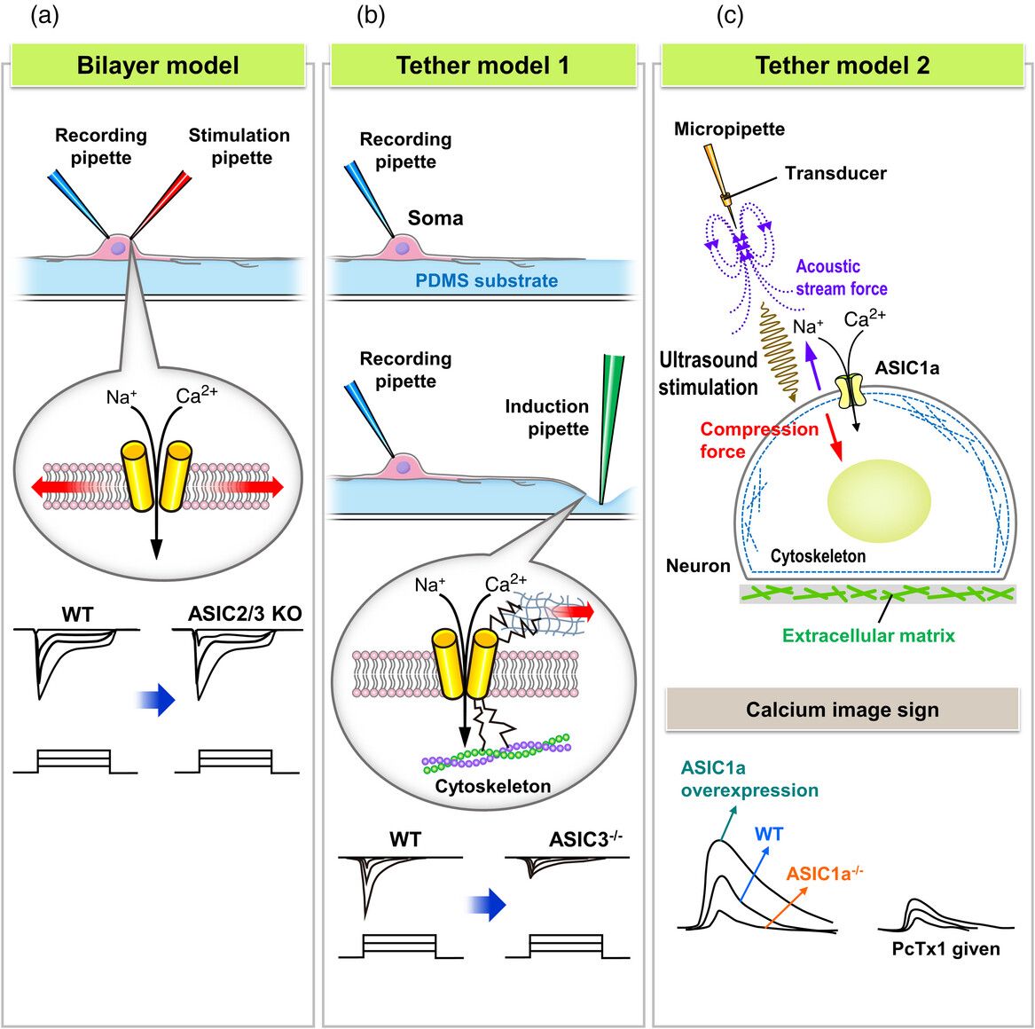 Yi-Chen Lin, Jia-Ying Sung, Chih-Cheng Chen (@TaipeiMedicalU) and Cheng-Han Lee (@IBMS_AcadSinica ) provide a summary for the evidence supporting the roles of ASICs in neurosensory mechanotransduction, including propriception! 📜buff.ly/3vSyPQa