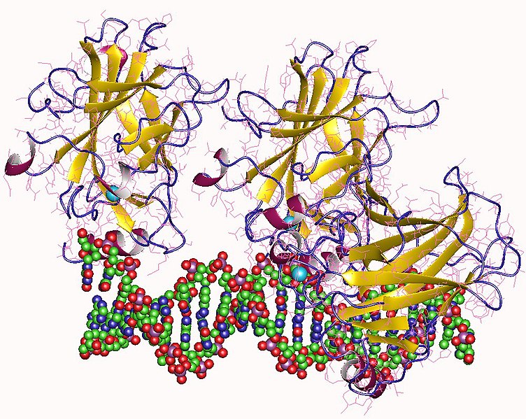 🔬 Investigadores del Institut Pasteur de Montevideo, la <a href="/FcienUdelar/">Facultad de Ciencias</a>  y el <a href="/Inserm/">Inserm</a> estudian una proteína clave que puede ayudar a combatir el cáncer.

Te contamos más en este 🧵