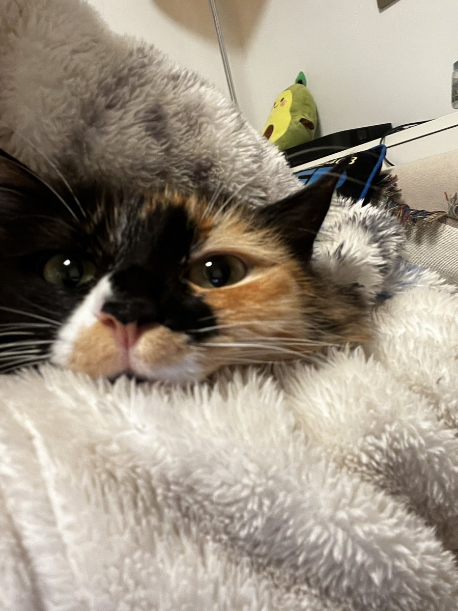 It’s so warm!!!

#cat #CatsOfTwitter #CatsOfX #fyp