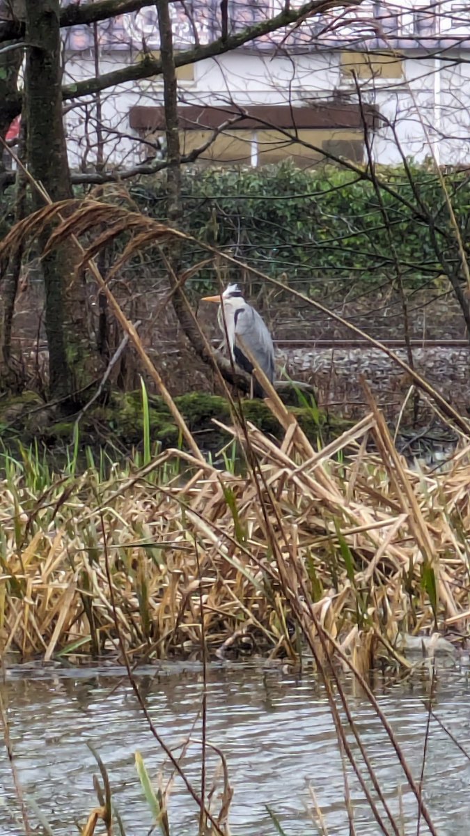 Swans of Neath tweet media