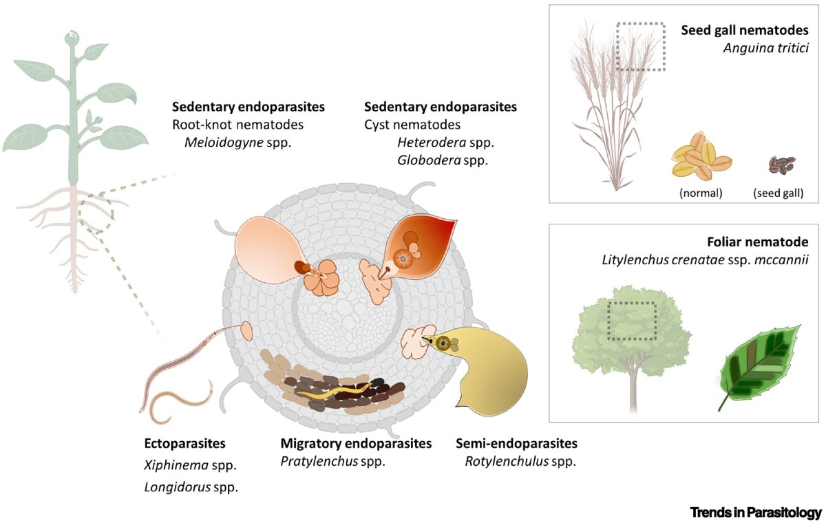 Drs @ChingJungLin3 & @NemaPlant review #dietary habits of parasitic #nematodes and their implications for agriculture and medicine. @UCDPlantPath @UCDavisEntomolo @ucdavis authors.elsevier.com/a/1iTZN5Eb1xFU…