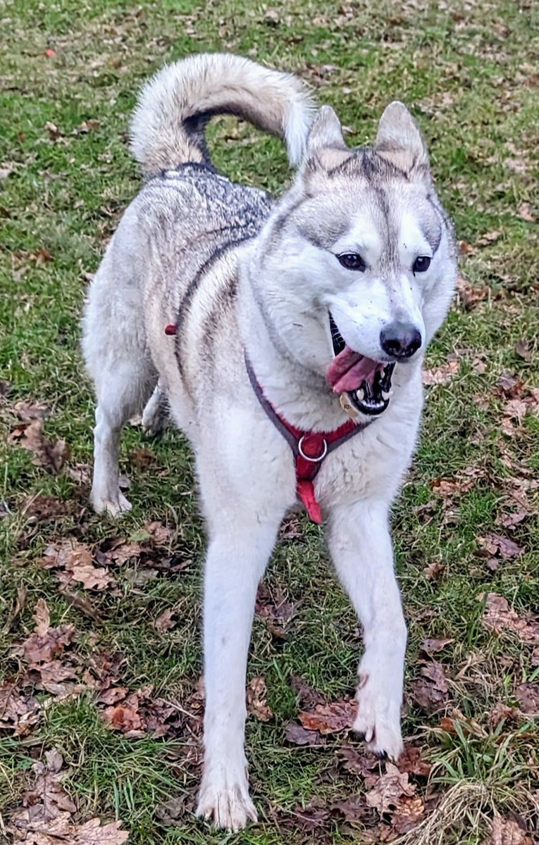 👅🍃🐺❄️ 
.
.
#tuesdaymotivations