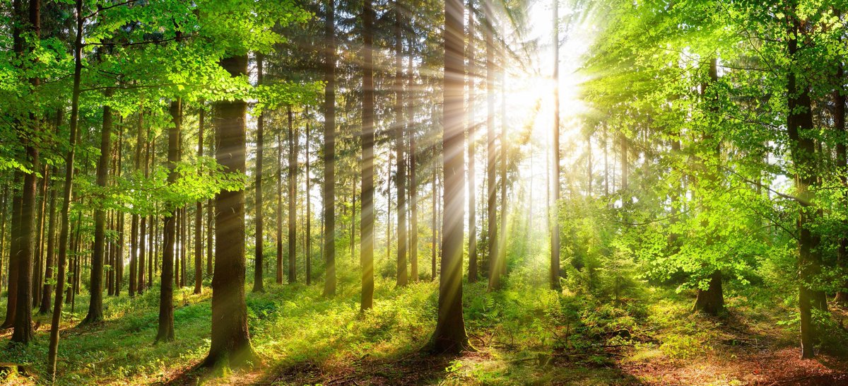 Discover how businesses can unlock environmental benefits using the TNFD framework! 🌿 Explore the key components and advantages in our latest article.

buff.ly/4aXlczs 

#Sustainability #TNFD #sustainabilityreporting #corporatereporting #investorrelations #jonesandpalmer