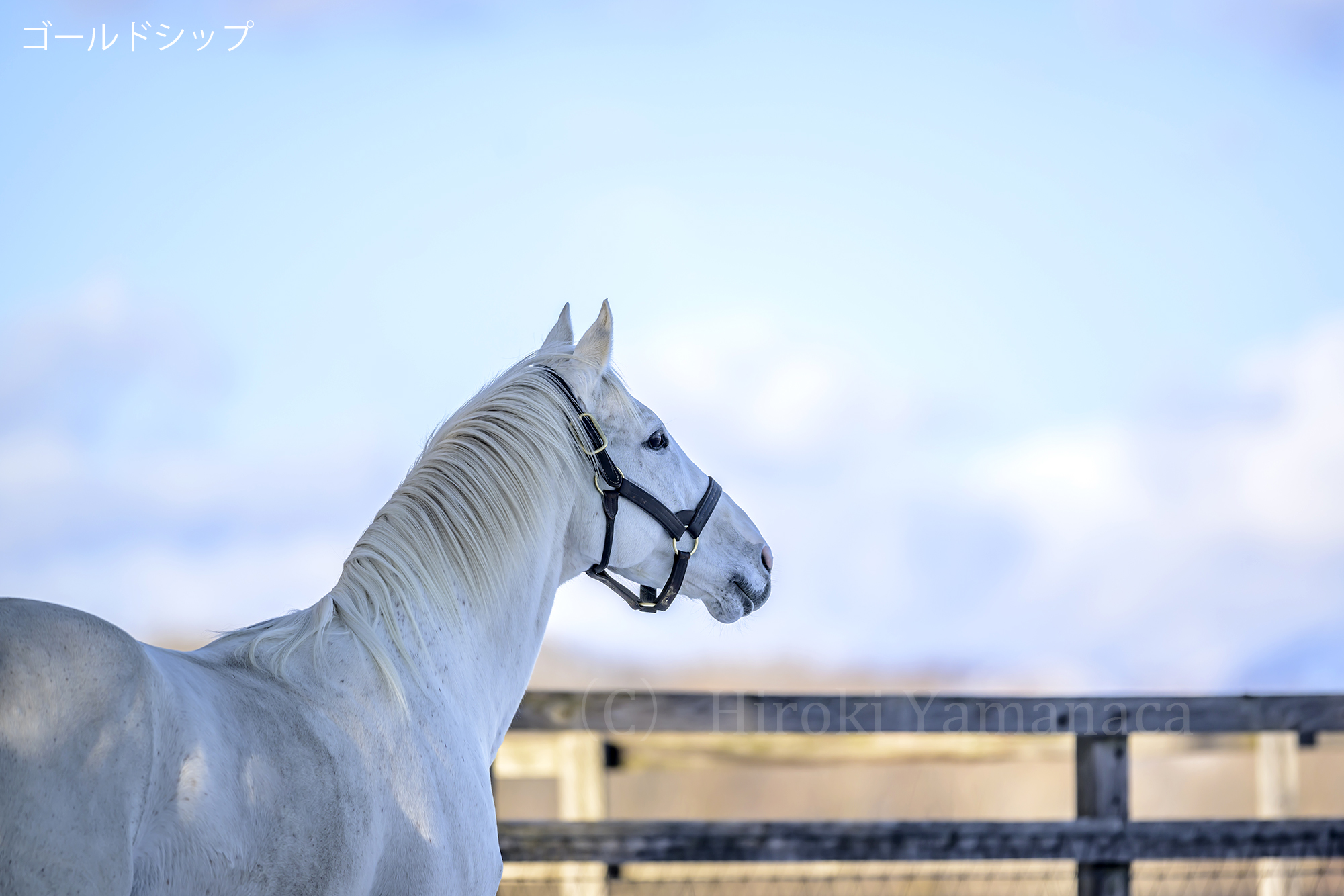 ゴールドシップの母 ポイントフラッグ 新馬戦 ゴールドシップ｜3分でわかっ