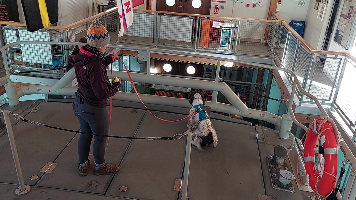 biosecurityLIFE's tweet image. With 50x more scent receptors than humans #ConservationDetectionDogs are far better at picking out rat odours then we could ever be. The teams hope to put these noses to work by checking vessels and cargo before they head to #seabird islands this summer #biosecurity @StDavidsRNLI