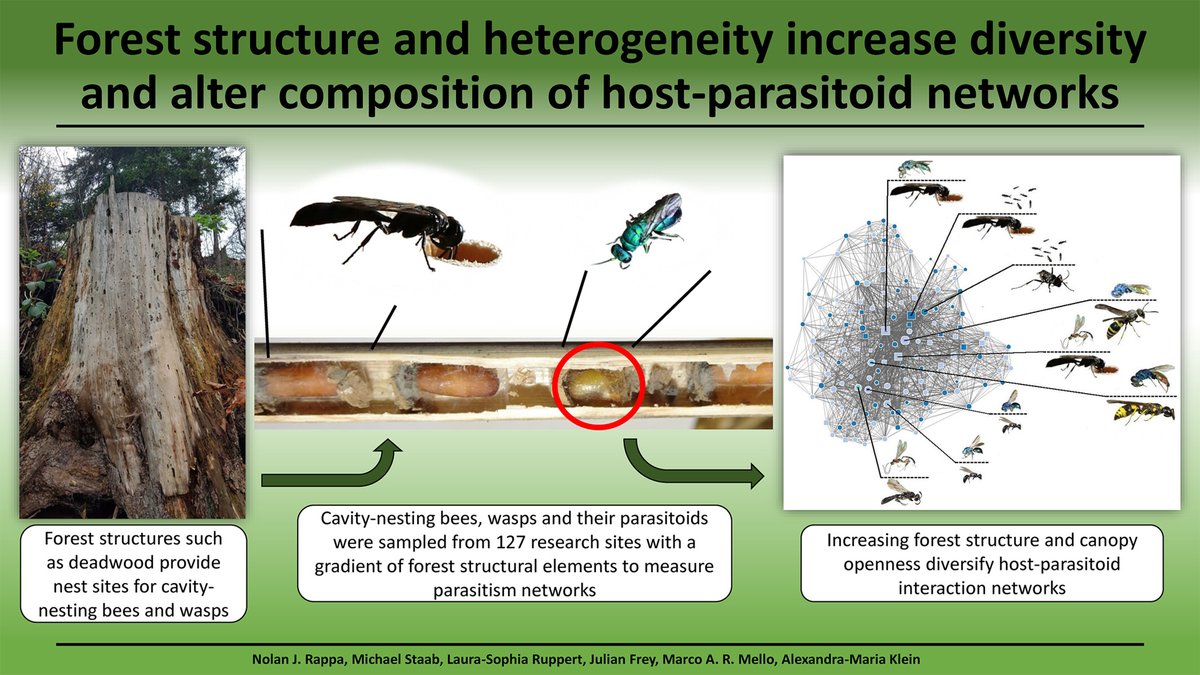 Ecol_Ent's tweet photo. Forest structure and heterogeneity increase diversity and alter composition of host–parasitoid networks: https://t.co/bLgqqtWdCE #OpenAccess #Biodiversity #EcologicalNetworks #Hymenoptera #HostParasitoidInteractions @WileyEcolEvol https://t.co/6jJY4PjT2J