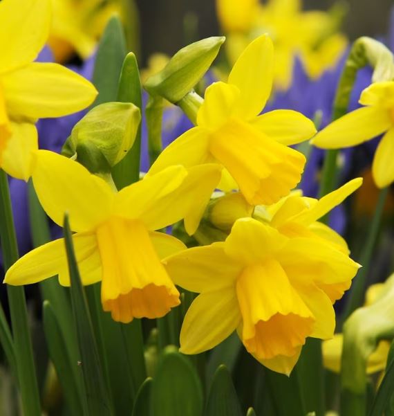 crawley_mick's tweet photo. Before the daff season begins in earnest, I thought you might like to see the Top 20 taxa recorded in London over the last 15 years.  Nothing helps ID more than knowing what to expect to find.  Top by miles is Narcissus x cyclazetta 'Tête-à-tête'.  You realy must learn this one. https://t.co/77VjaSqLkA