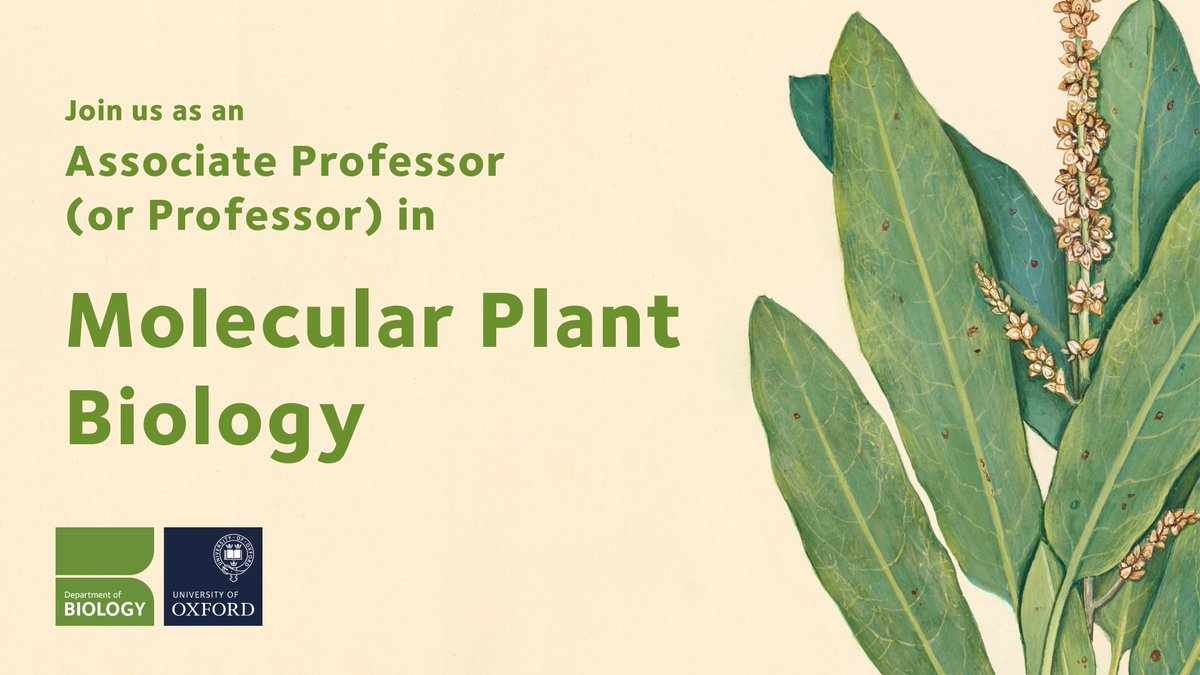 Oxford Biology (@oxfordbiology) on Twitter photo We have an exciting opportunity to join us as an Associate Professor (or Professor) in Molecular Plant Biology! 🍃
The post is in partnership with <a href="/StJohnsOx/">St John's College</a> and the deadline is 1 March ⏩ bit.ly/3OgnqQO We have an exciting opportunity to join us as an Associate Professor (or Professor) in Molecular Plant Biology! 🍃
The post is in partnership with <a href="/StJohnsOx/">St John's College</a> and the deadline is 1 March ⏩ bit.ly/3OgnqQO