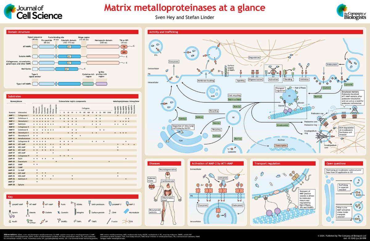 J Cell Science (@j_cell_sci) on Twitter photo Sven Hey and Stefan Linder <a href="/LinderLab/">The Linder Lab</a> <a href="/UKEHamburg/">UKE Hamburg</a> present matrix metalloproteinases at a glance. They discuss regulation of MMPs and their impact in health and disease.
journals.biologists.com/jcs/article/13… Sven Hey and Stefan Linder <a href="/LinderLab/">The Linder Lab</a> <a href="/UKEHamburg/">UKE Hamburg</a> present matrix metalloproteinases at a glance. They discuss regulation of MMPs and their impact in health and disease.
journals.biologists.com/jcs/article/13…