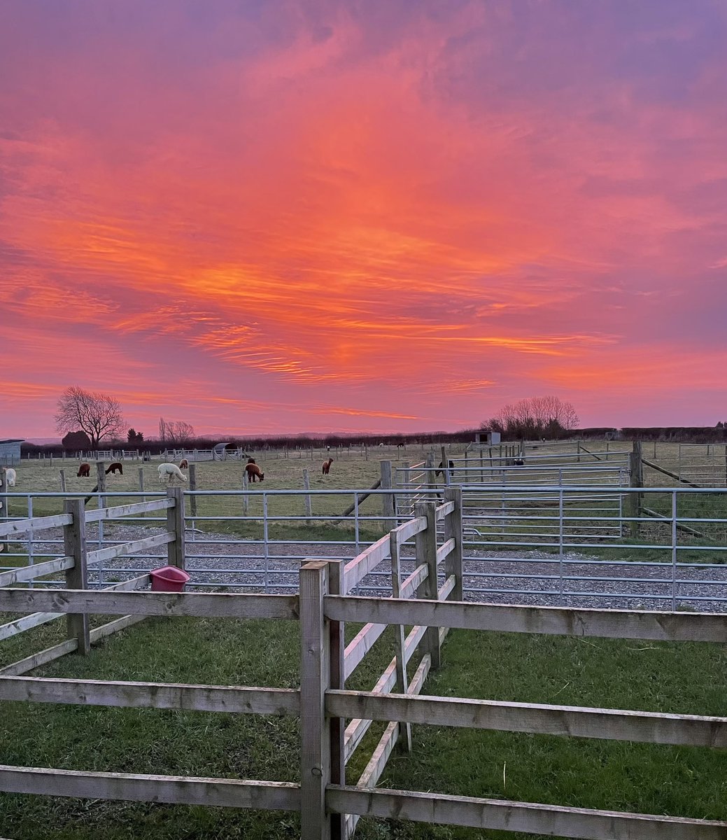 What a beautiful view this morning 🥰🌅 

#nofilter #alpacafarm #walkingwithalpacaslincolnshire #visitlincolnshire #alpacacafe #lincolnshireskies