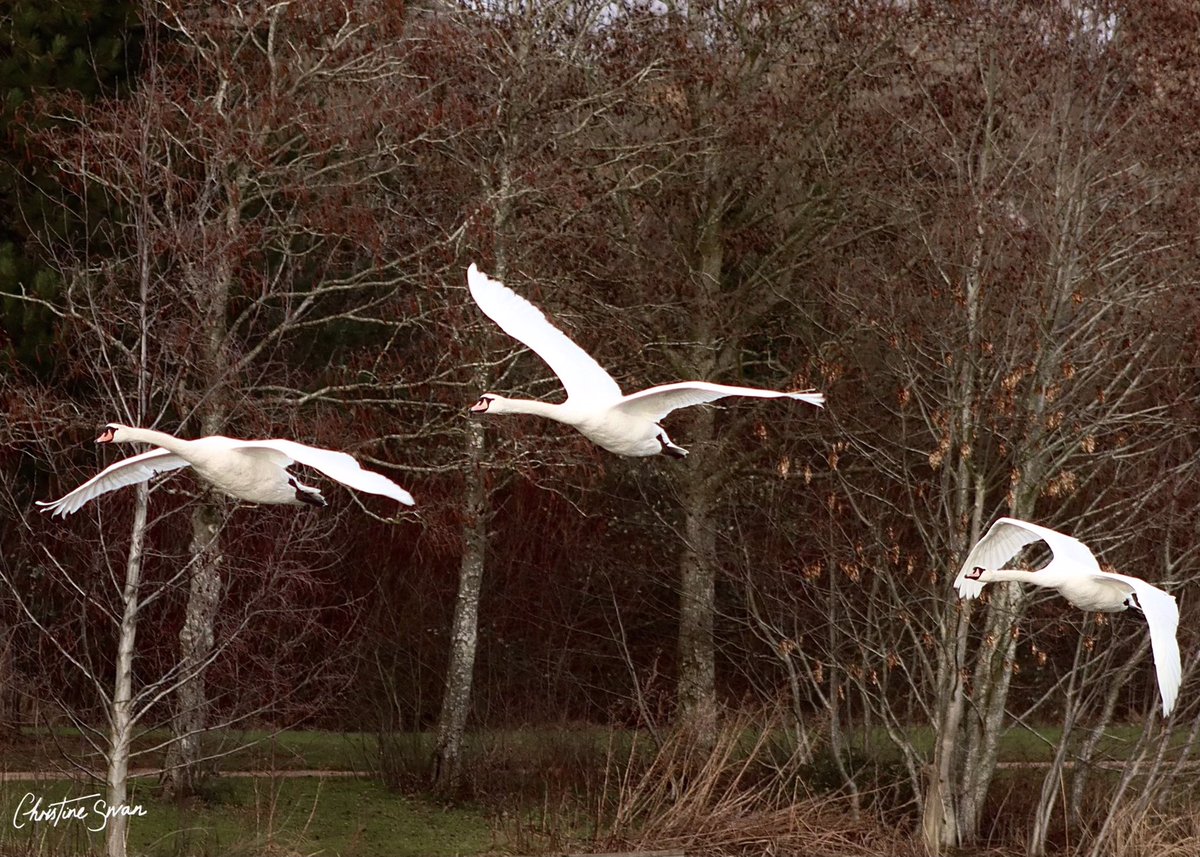 Swans take flight across Furzton Lake 

.
.
.

#miltonkeynes  #lovemk  #mk_igers #visitmk #thisismiltonkeynes #unexpectedmk #lovemiltonkeynes #miltonkeynesphotography #scenesfrommk #destinationmk #theparkstrust #miltonkeynesphotos #furztonlake #birdsphotography