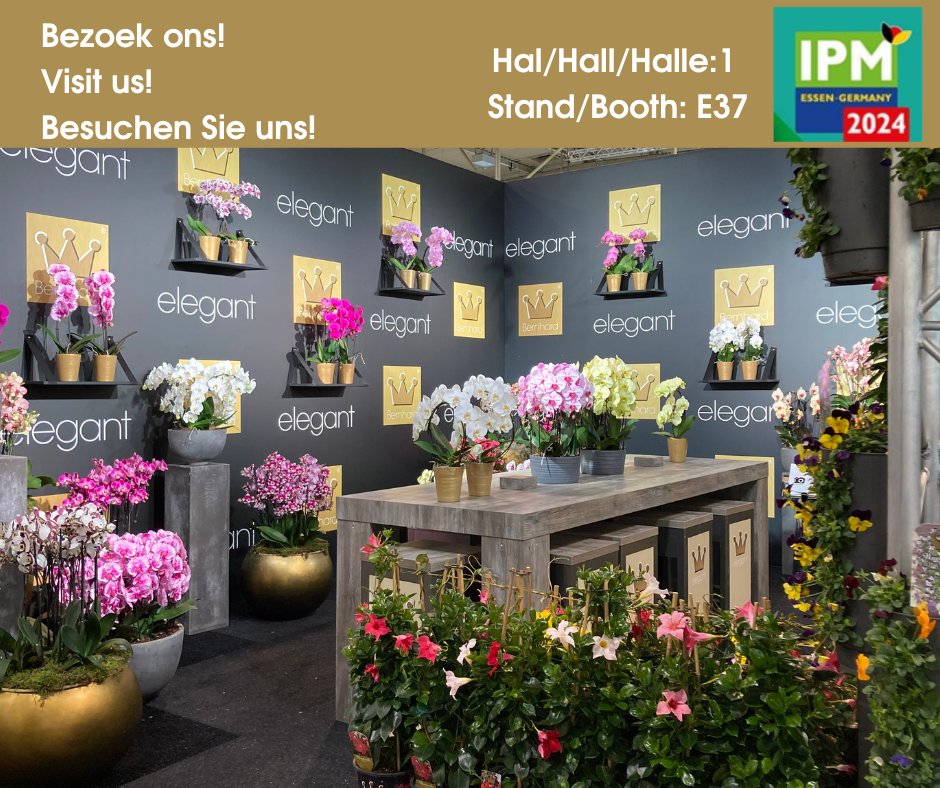 Welkom op de <a href="/ipmessen/">ipm-essen</a>  in hal 1 stand E37. Wij showen onze #Phalaenopsis, #Sundaville en #Wanderella.
De IPM is open van dinsdag 23 januari t/m vrijdag 26 januari. Dinsdag t/m donderdag van 09.00 - 18.00 uur en vrijdag van 09.00 - 17.00 uur. #bernhardorchids #bernhardpatio