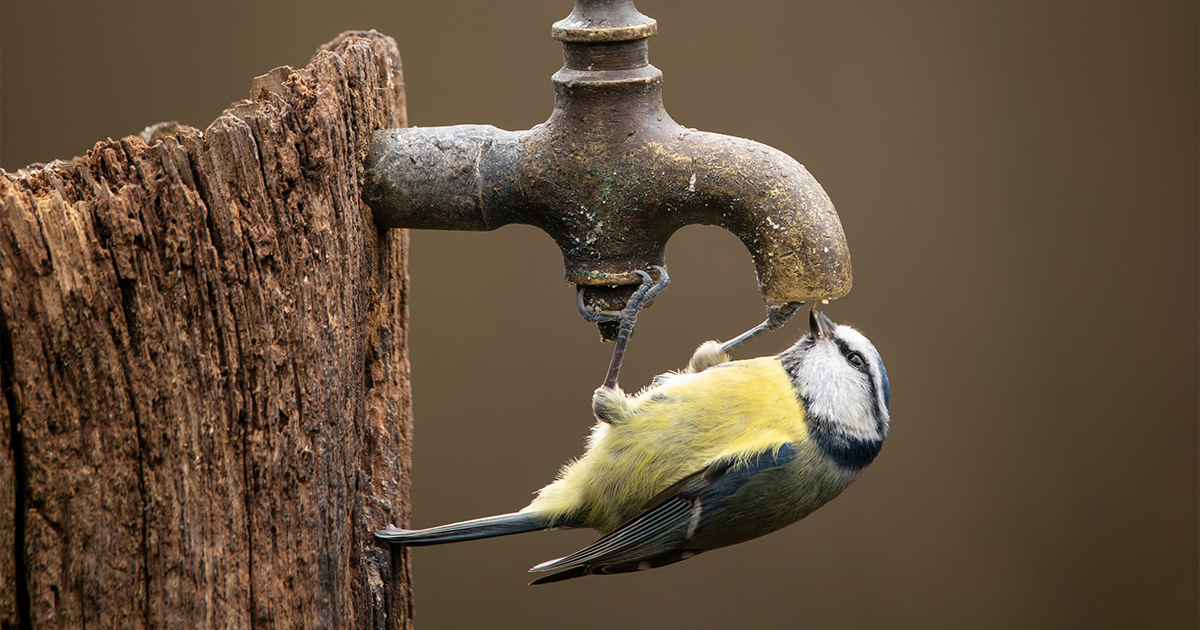 A frozen tap can increase the risk of a burst pipe. Make sure you’ve lagged any garden water sources and covered any outdoor taps to prevent any potentially devastating surprises during the winter months ❄️

#gardentaps #winterprotection #wintergardening #watering #irrigation