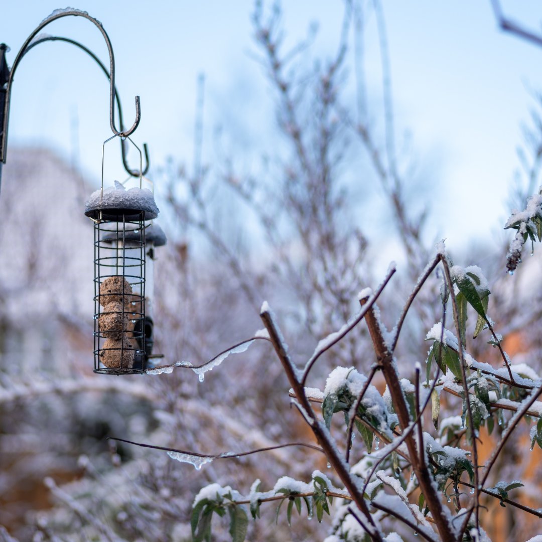 Leave out bird feeders and water baths or gently melt pond ice for our feathered friends. Nurture a healthy garden ecosystem by crafting a DIY bug hotel with wood, sticks, plant stems, and pine cones. 🐦🌳 #GardenTips #WinterCare #GreenThumb #GTD #Gardeners #Soils #Garden