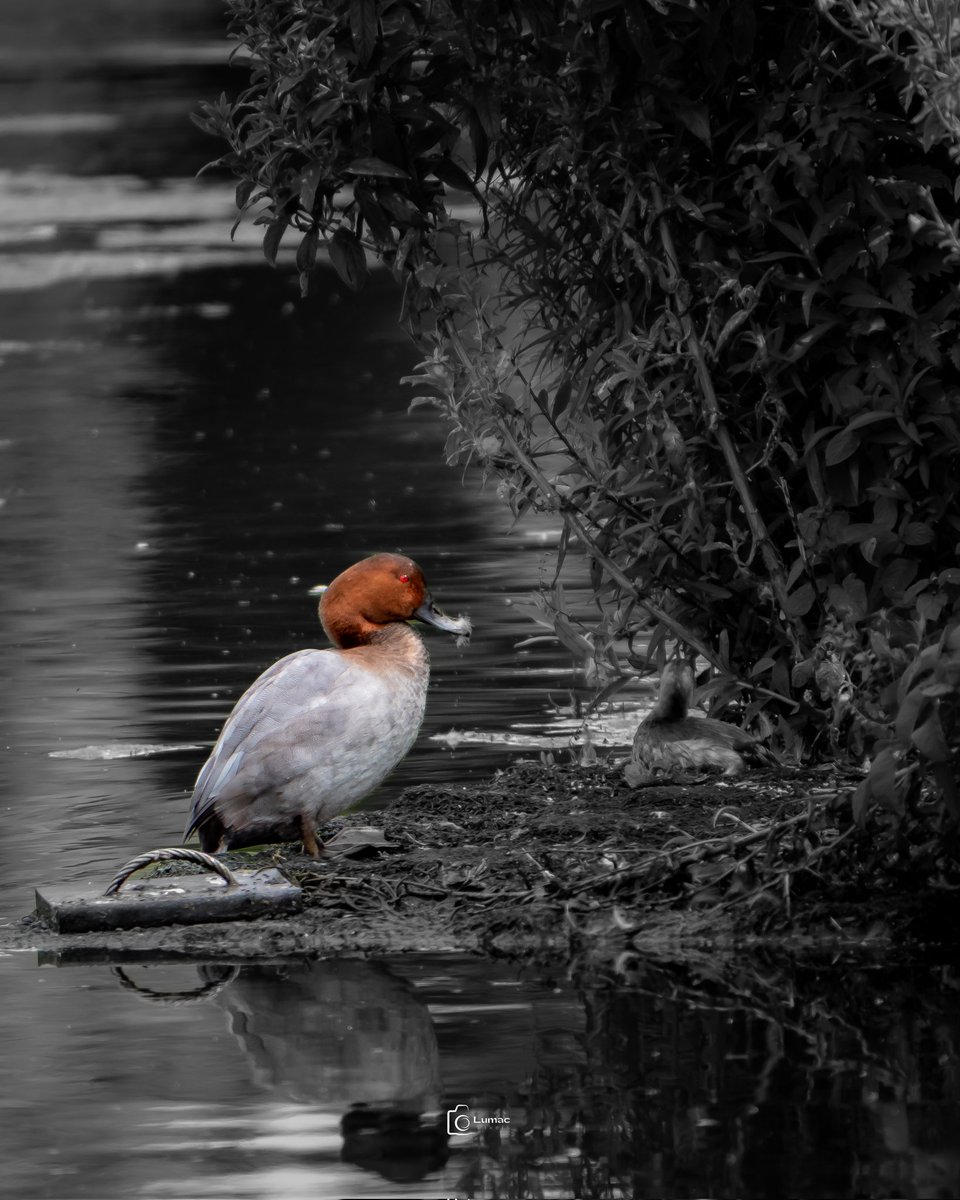 Good morning troops 🤍 
Seen it just once in my area... I'm not exactly sure it's #Redhead or Canvasback? Any idea?? 
#Birds #Duck #Nature #Wildlife #TwitterNatureCommunity #TwitterNaturePhotography 
Have a great day 🦆❤️