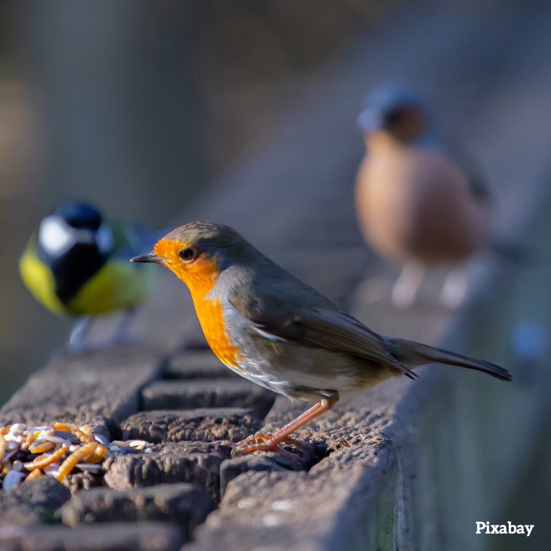 Help feed birds over winter and provide fresh water for them to bathe in and drink.