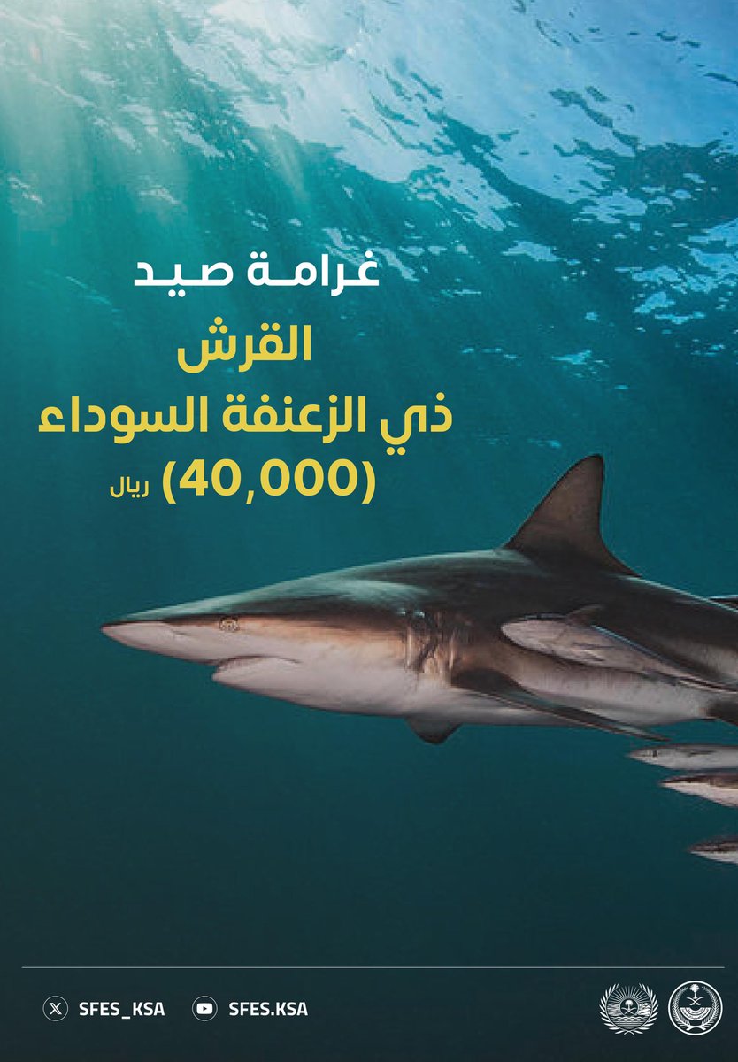 SFES_KSA's tweet photo. تبلغ عقوبة صيد قرش الشعاب ذي الطرف الأسود (40,000) ﷼. 

#الأمن_البيئي https://t.co/g5JMRHQo65