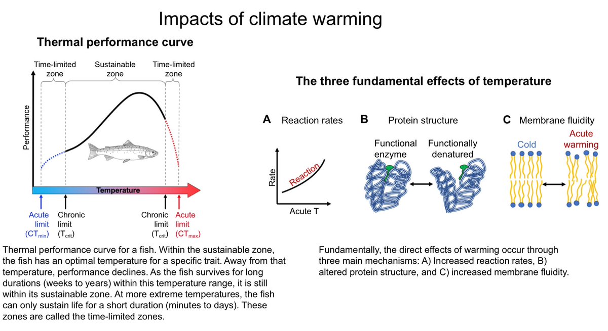 Our new encyclopedia chapter Effects of Climate Warming is out! It’s a broad review covering acute and chronic effects of warming on fish physiology. I’ll break it down below. @rasmusern @LeeuwisRobin @Timothy_D_Clark