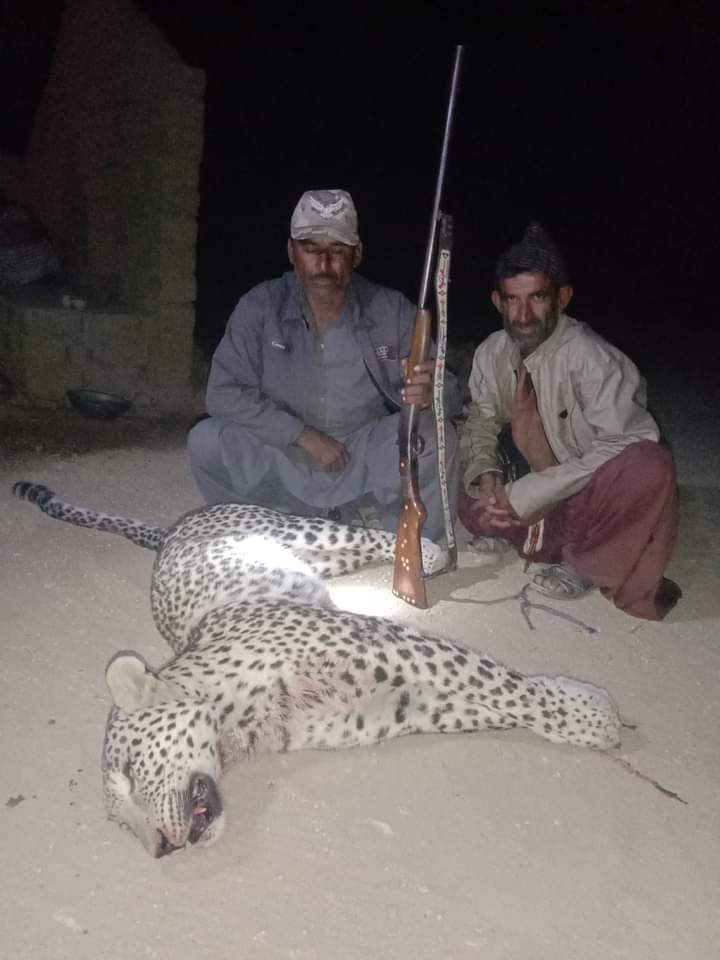 SalmanAhmedB's tweet image. As per report received from social media, a critically endangered Persian Leopard got killed in Kirthar National Park (Kambho Jabal) after attacking on cattle, people of Faqeer Village follow her till the mountain and kill it.
#Sindh #SaveKirthar #SaveNature