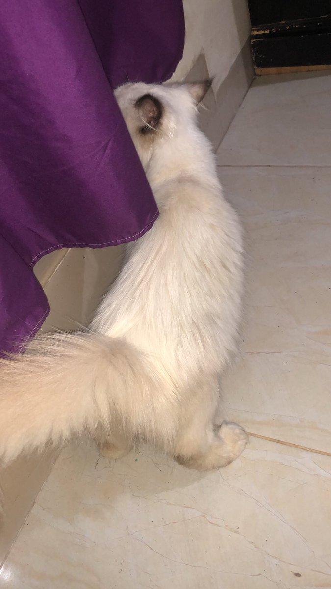 Nacandy_'s tweet photo. Help RT teman-teman‼️

Halo, sebelumnya maaf, aku gak pernah buat thread kaya gini, jadi semisal sulit dimengerti, harap maklumin ya teman-teman.

Aku mau open Donasi🥺 untuk kucing yang baru aku adop 3 hari yang lalu, aku adopnya gratis, namanya Moza, jenis persia himalaya.... https://t.co/jOtqwPS0xI