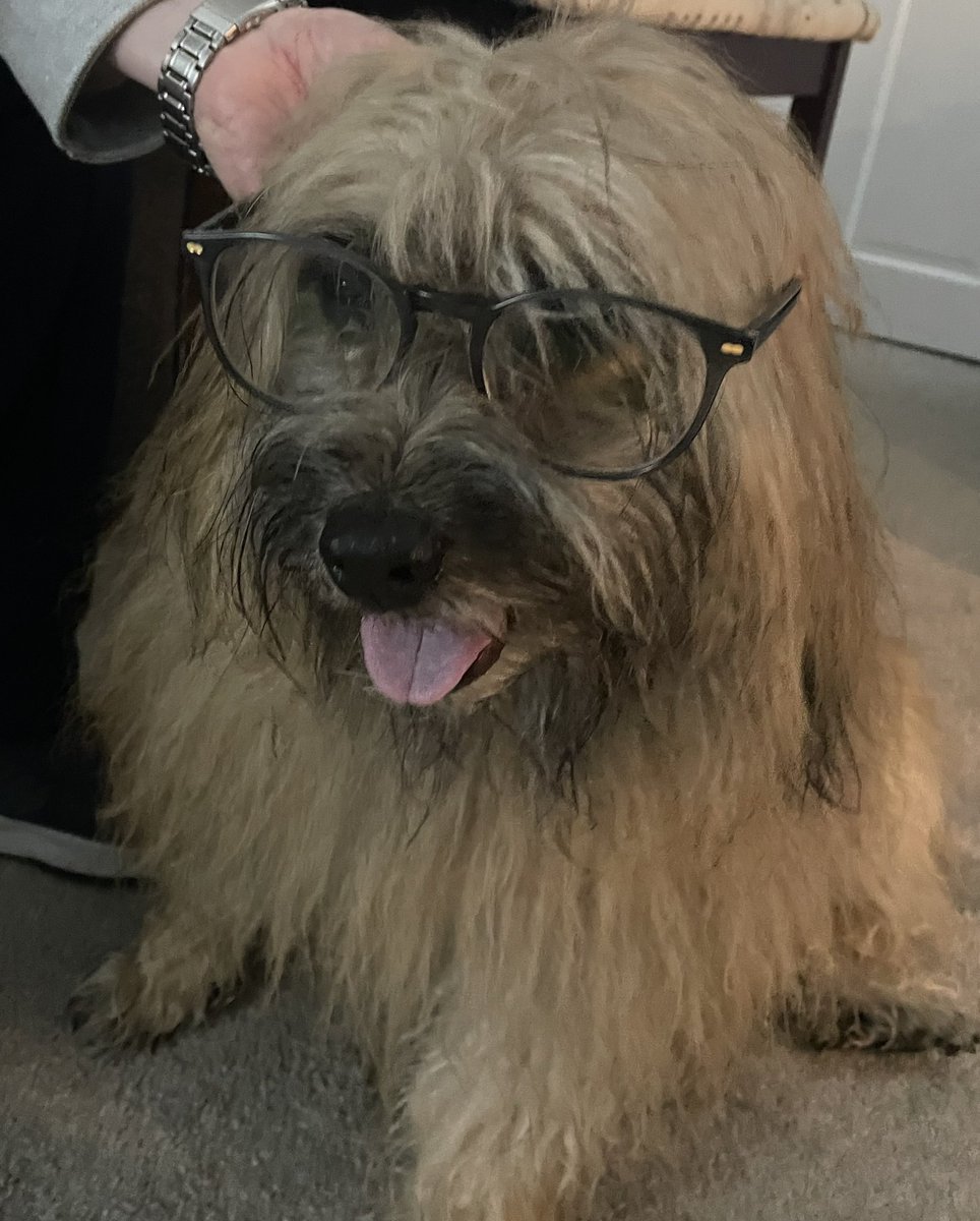 Morning everybody, mam thinks I could easily be a newsreader looking like this! Have a great Tuesday and stay safe in the coming storm if in UK😮#dogsoftwitter #dogs #intelligentlook