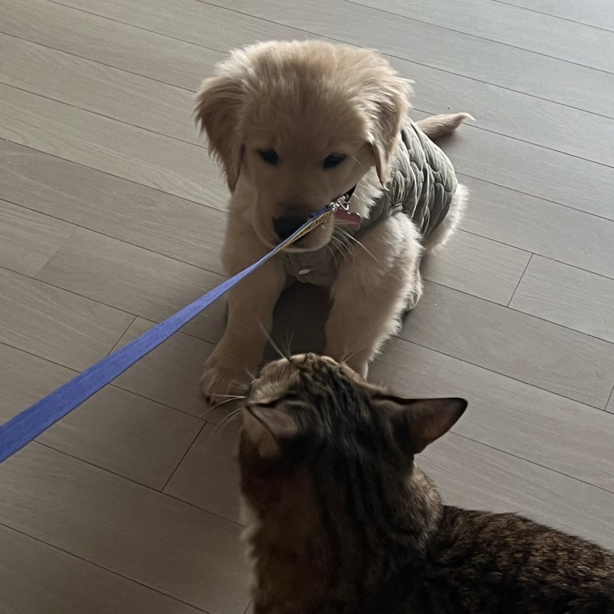takemybear 🐶 tweet media