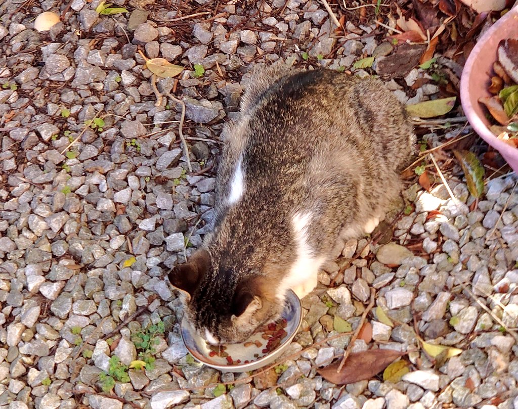 peocekun's tweet image. 今日もおつかれさまでした

強風波浪な1日でした

久し振りにナイちゃん登場

#野良猫
#庭猫
#ネコズ